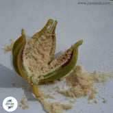 50 Red Oncidium Orchid flower Seeds (Flower Garden Potted Plants)Thailand Orchids